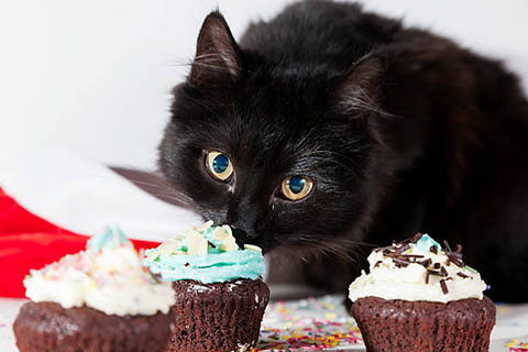 cupcake and bake sale, kitty image