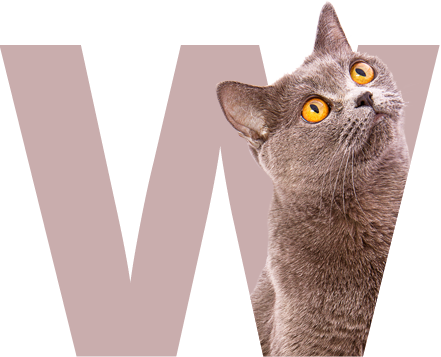 letter W with cat image for Welcome message