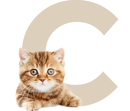 letter C for choosing a cat section