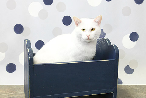pure white cat, sitting in box