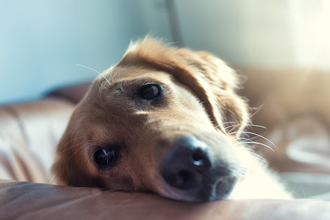 golden retriever laying on couch, sad face on arm rest of couch, Photo by REGINE THOLEN on Unsplash